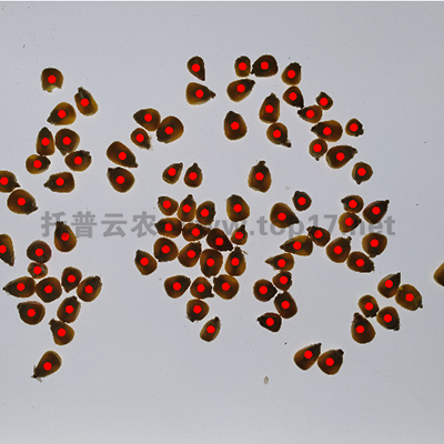 ���ה���