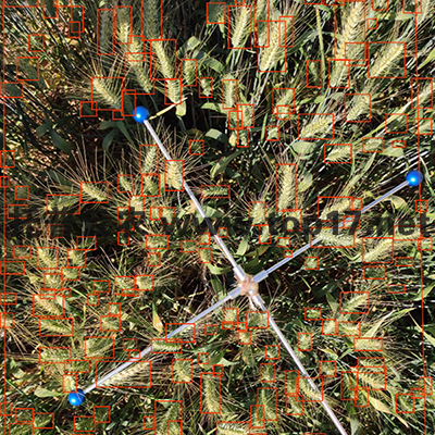 小麥畝穗數(shù)測量系統(tǒng)