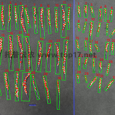 水稻整穗考種系統(tǒng)