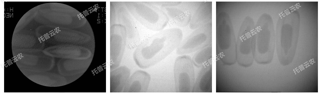 電腦農(nóng)用X光機(jī)/電腦種子X(jué)光機(jī)
